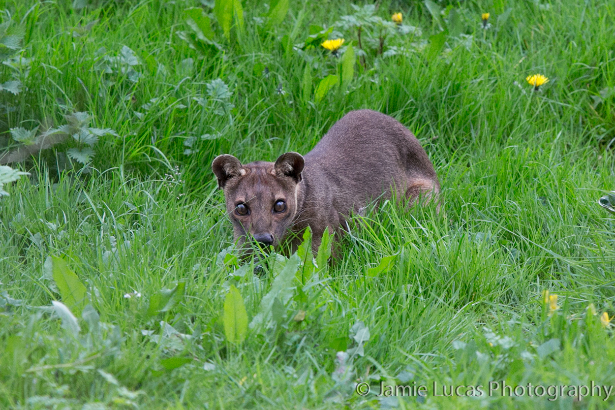 Male Fossa