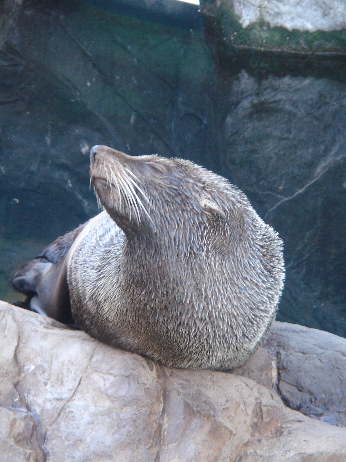 Male Fur Seal