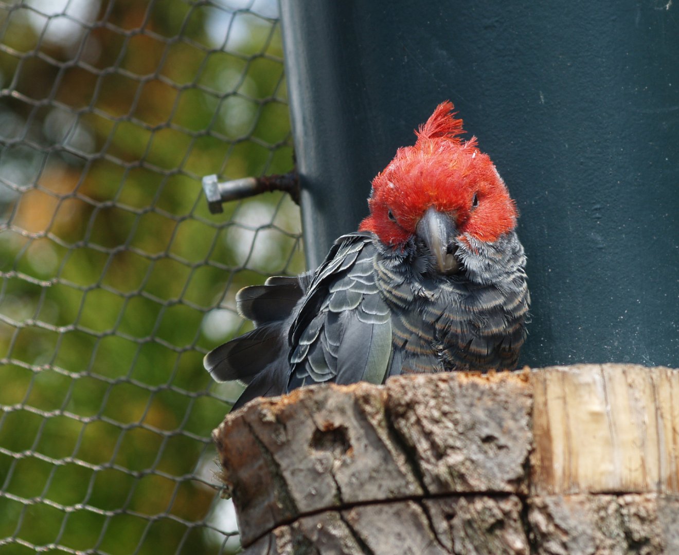 Male Gang-gang cockatoo (Callocephalon fimbriatum), 2012
