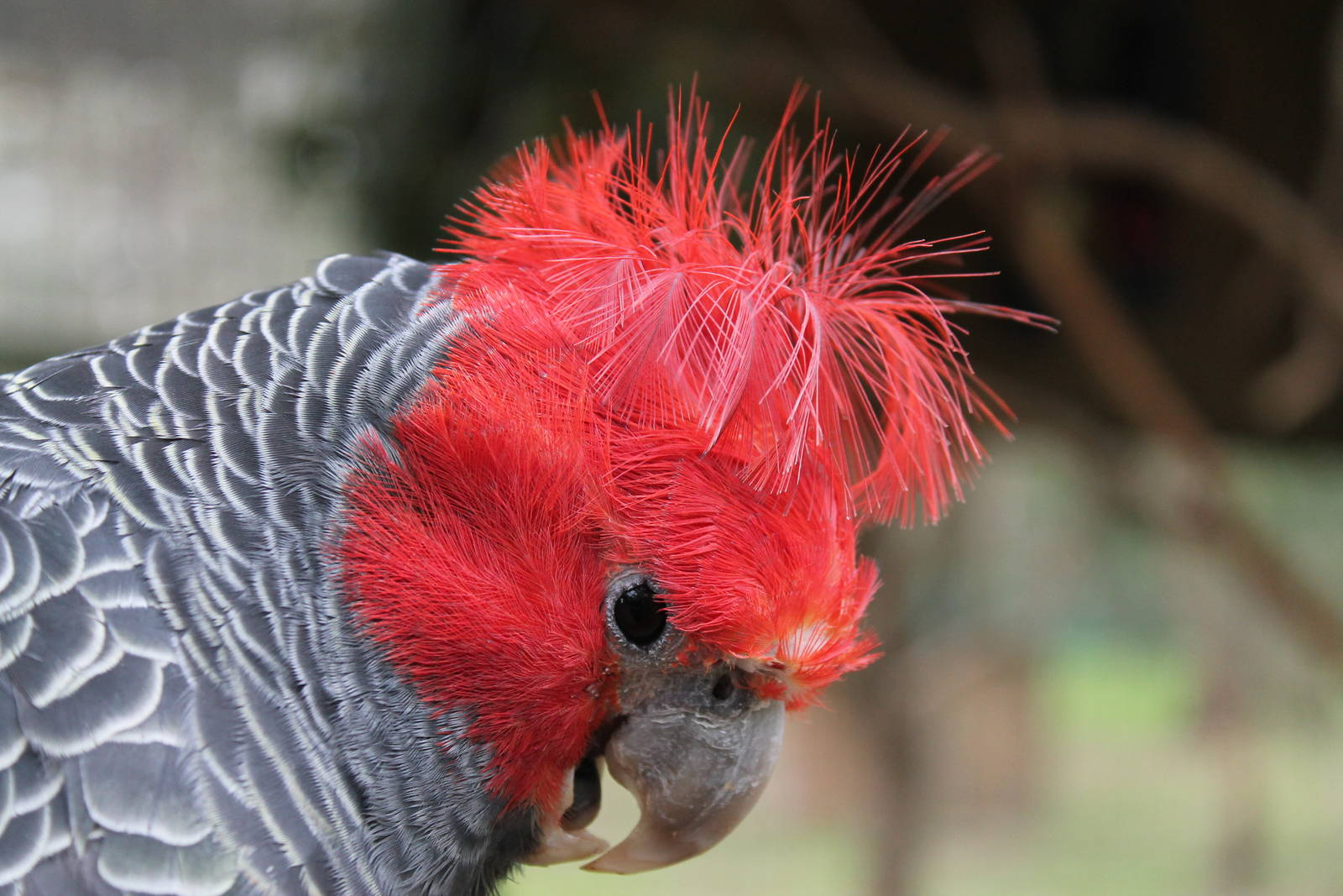 male gang-gang cockatoo (Callocephalon fimbriatum)