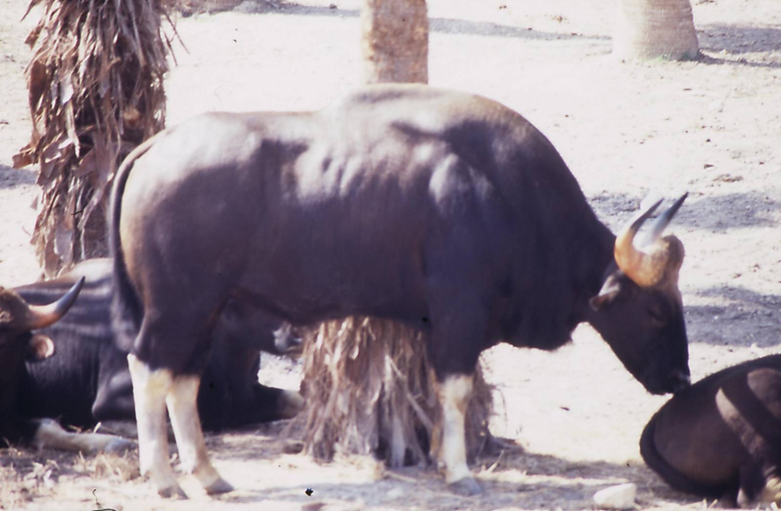male gaur