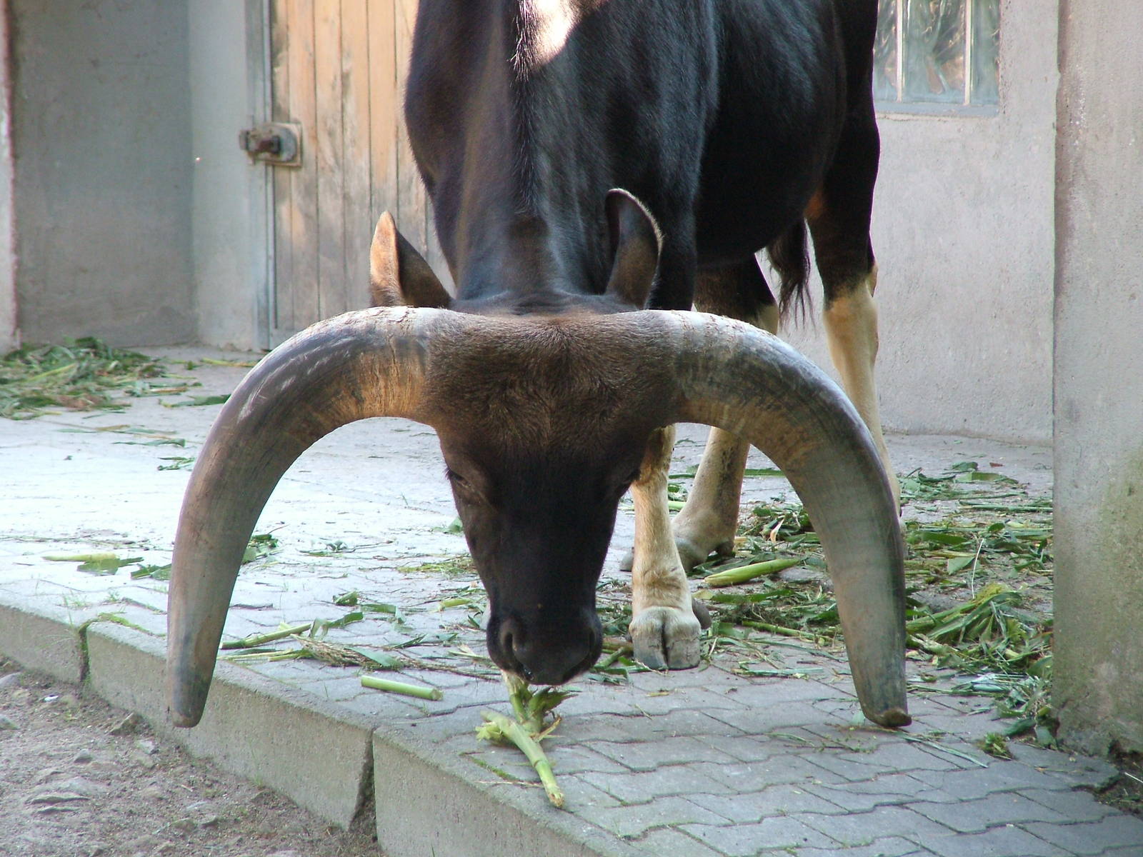 Male Gayal at Heidelberg, 05/09/10