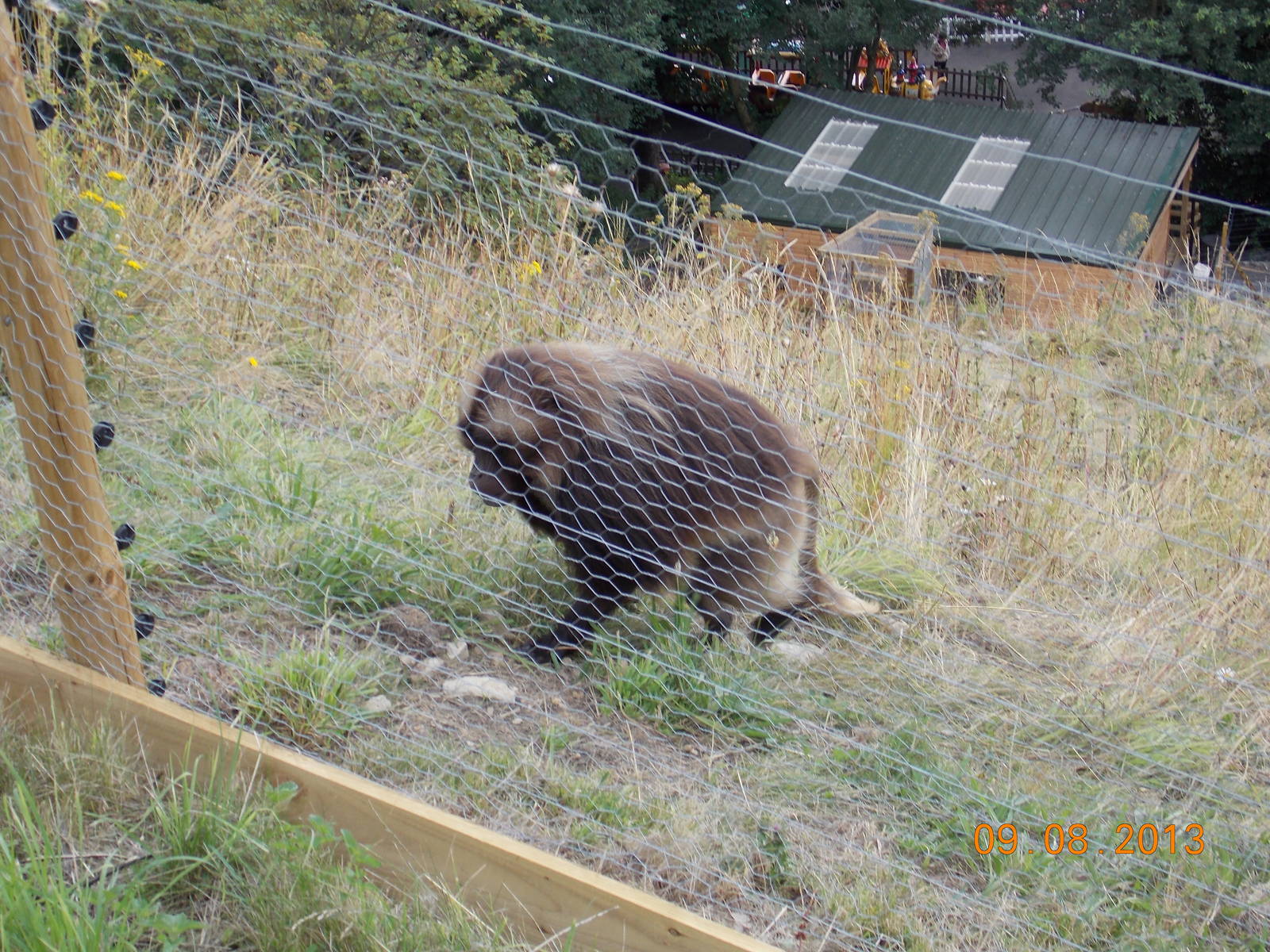 Male Gelada Baboon