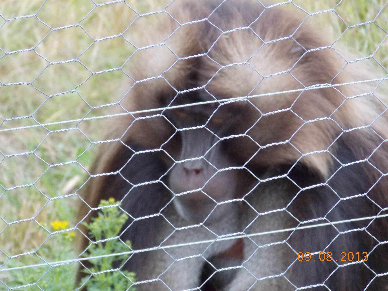 Male Gelada Baboon
