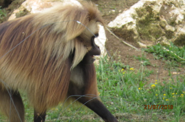 Male Gelada Baboon
