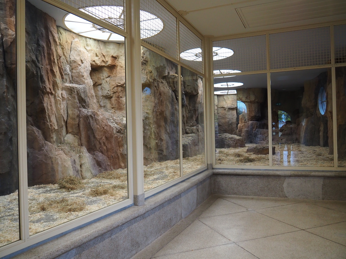 Male gelada group indoor housing (Nov 10th, 2018)