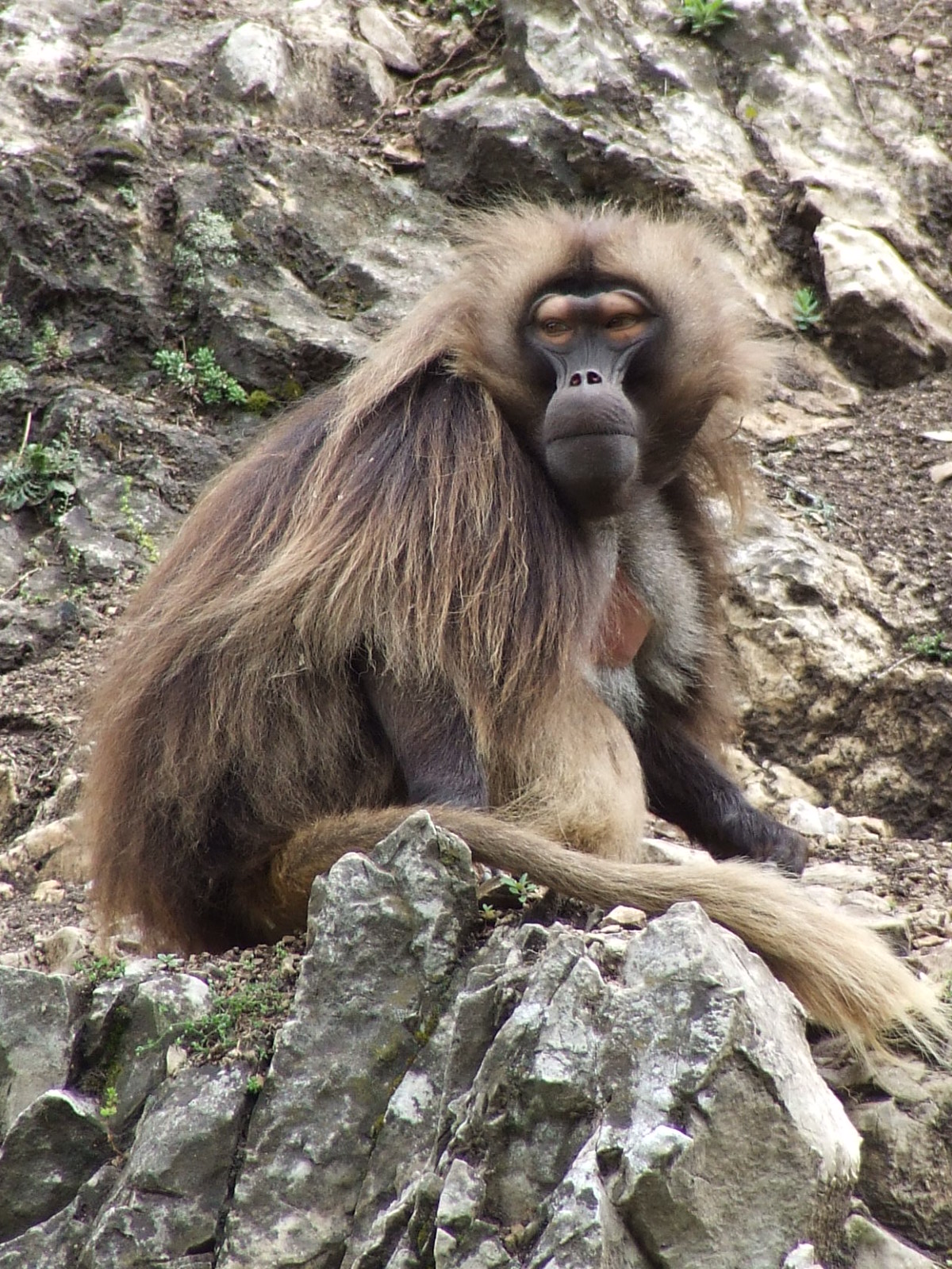 Male Gelada @ Veszprem Zoo, Hungary