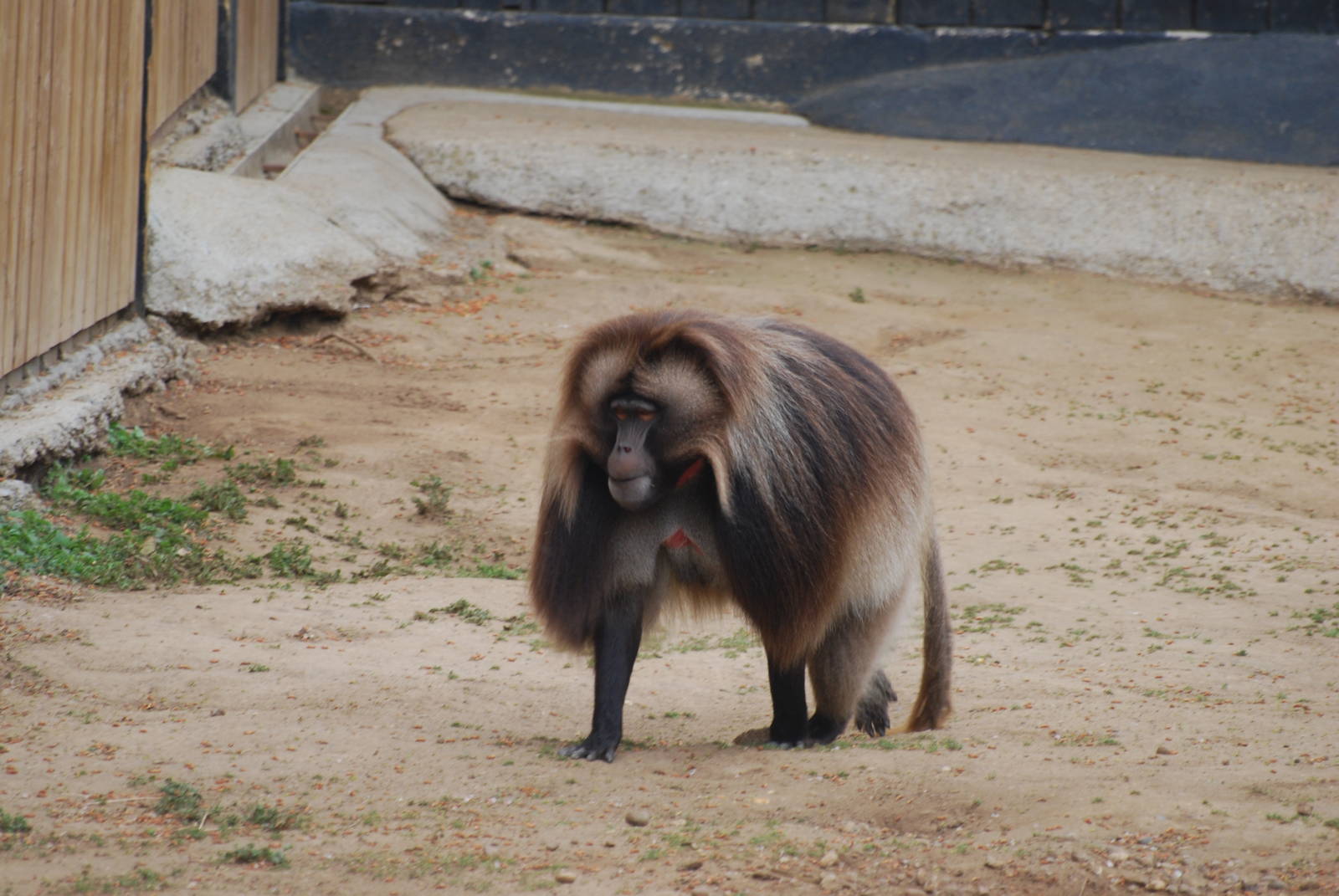 Male gelada