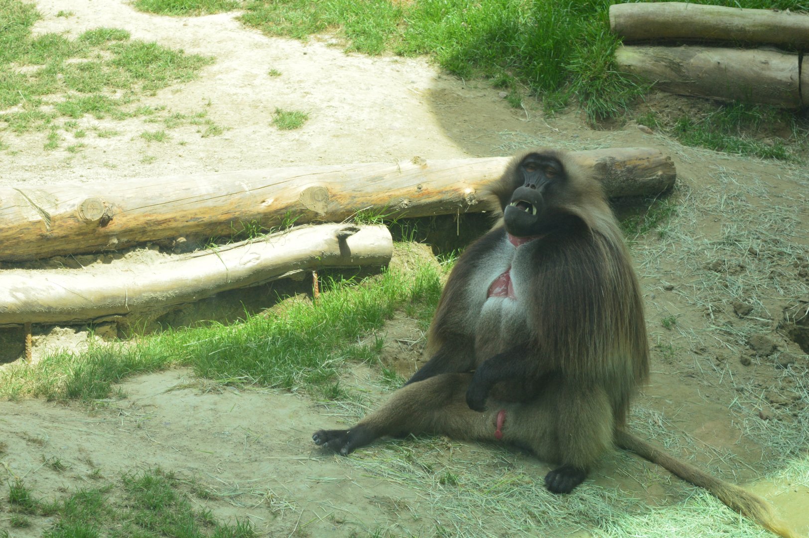 Male Gelada