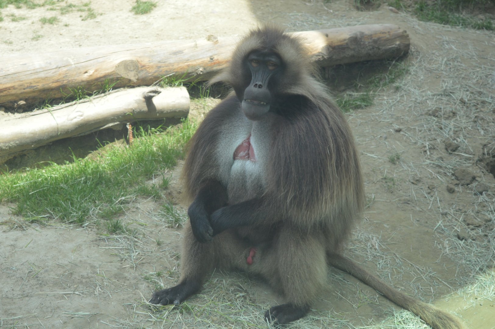 Male Gelada
