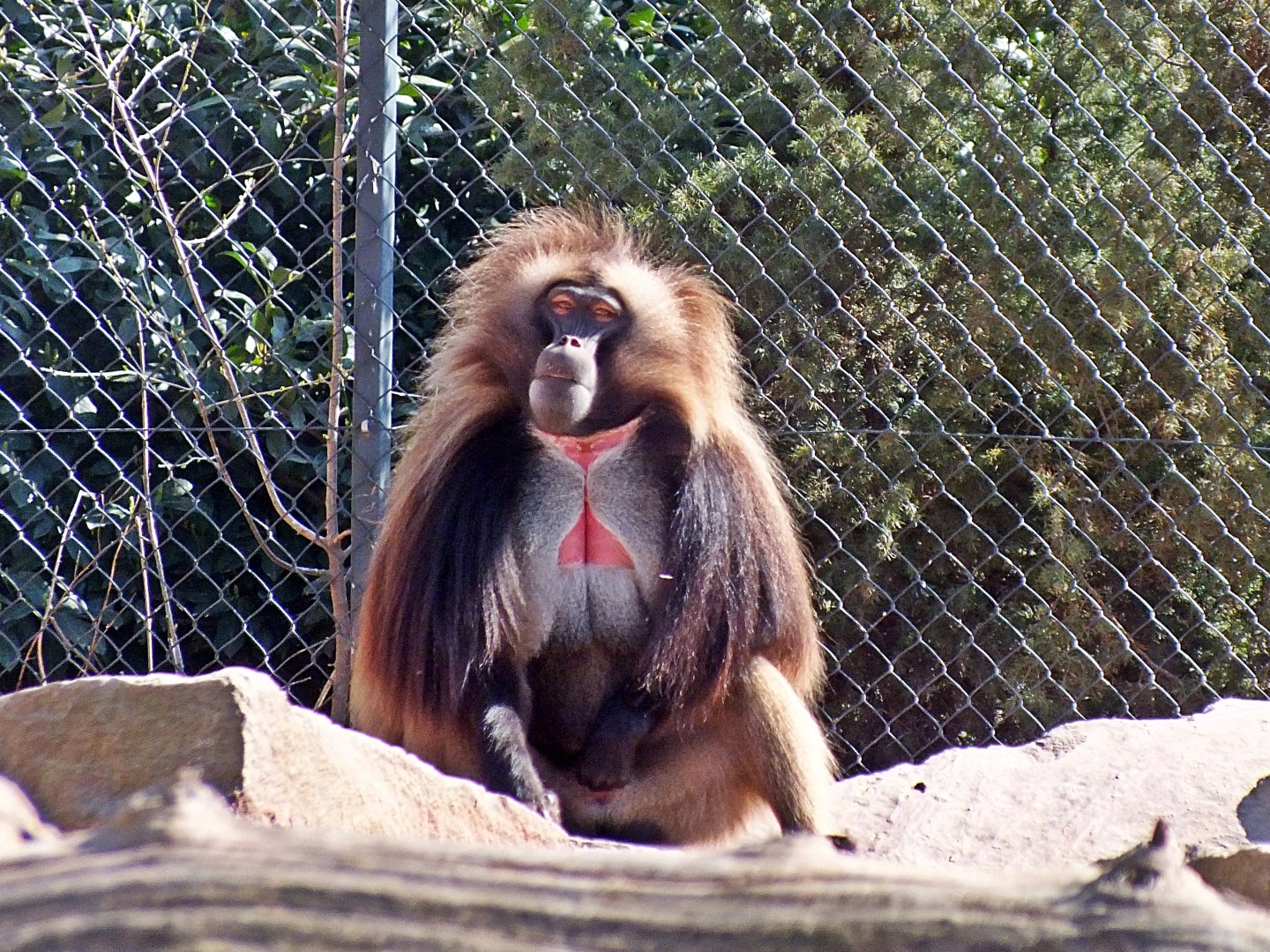 Male gelada