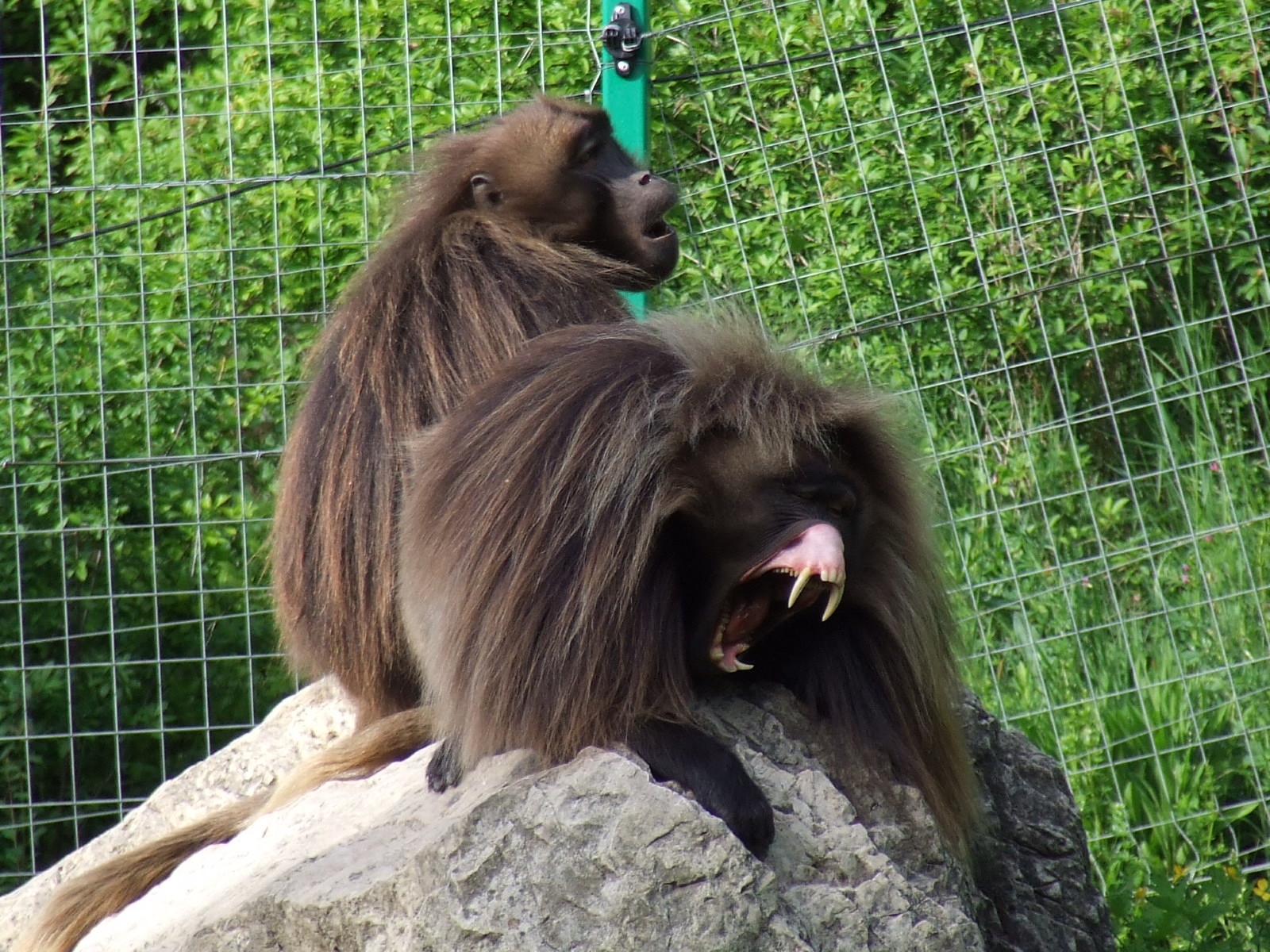 Male Geladas @ Veszprem Zoo, Hungary
