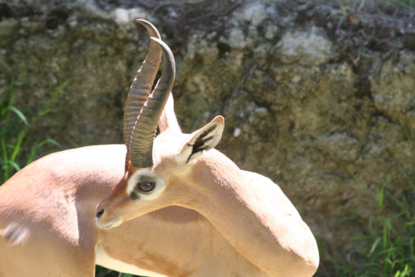 Male gerenuk      sept 08