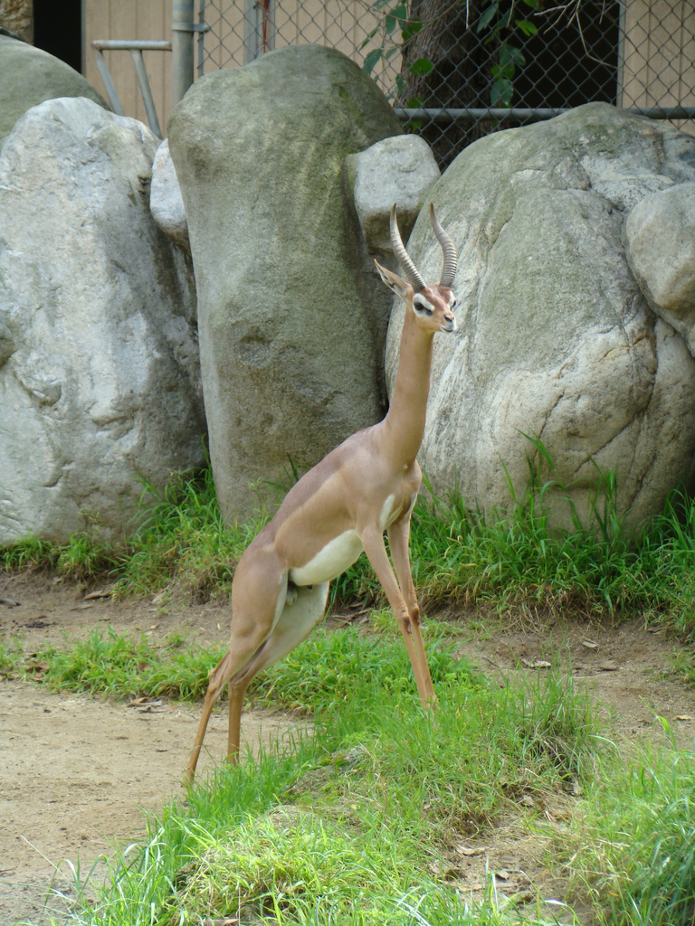 Male Gerenuk