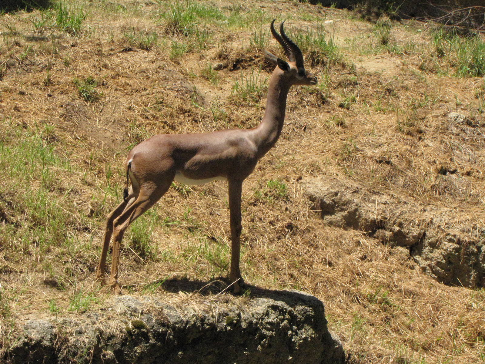 Male Gerenuk