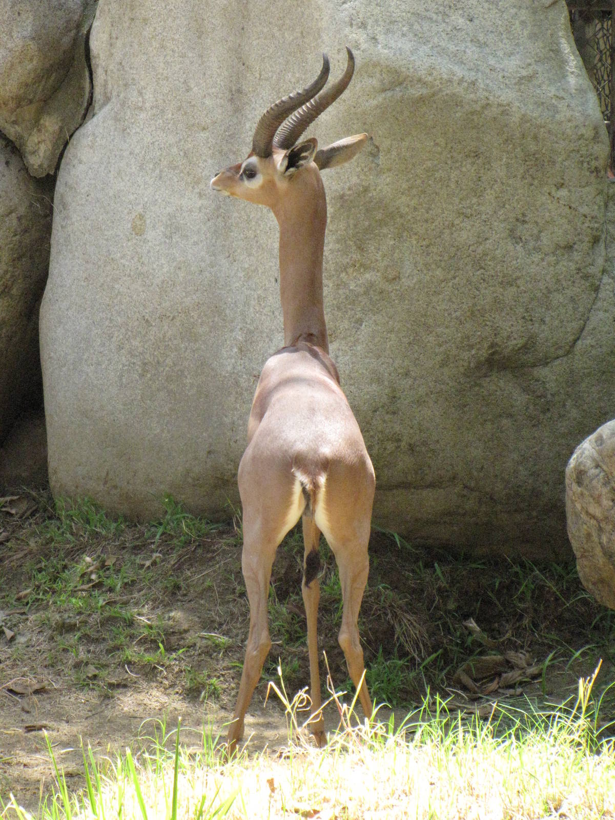Male Gerenuk