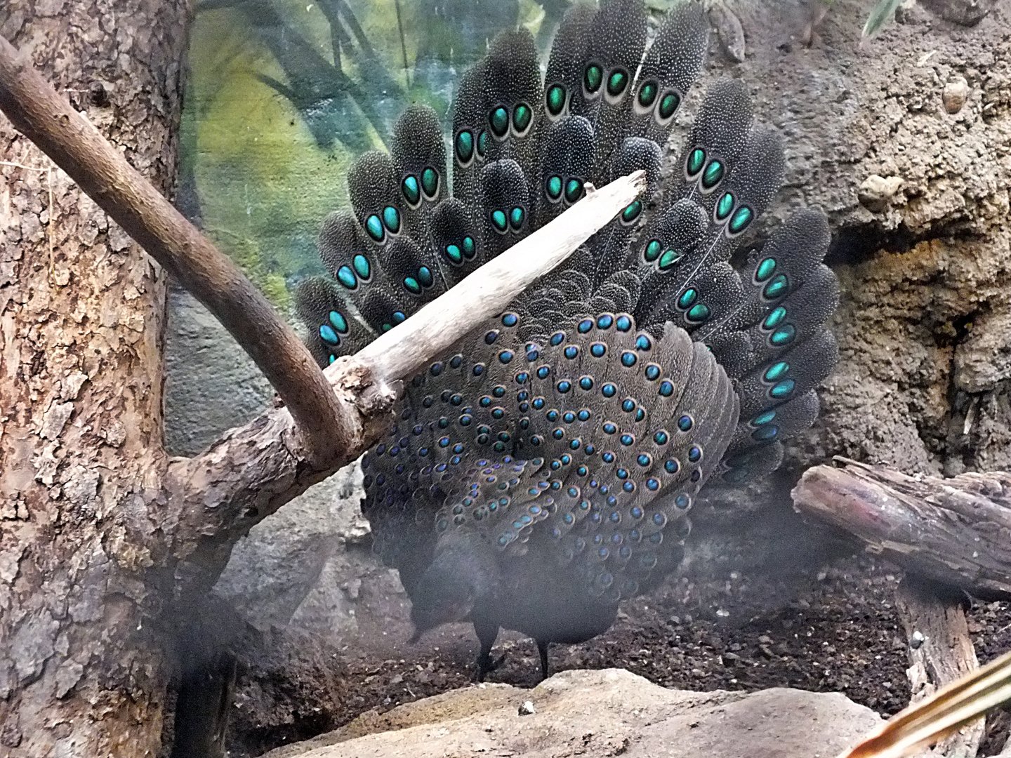 Male Germain's peacock-pheasant displaying