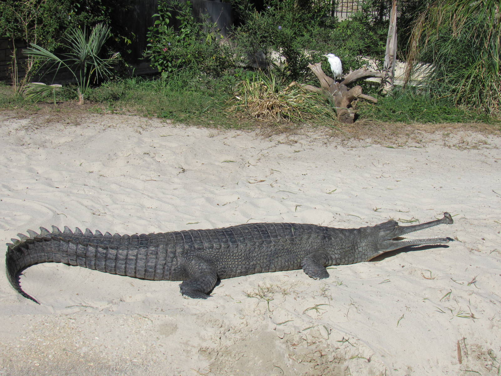 Male Gharial Basking