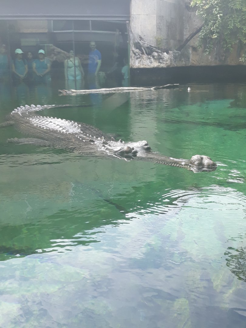 Male gharial close up