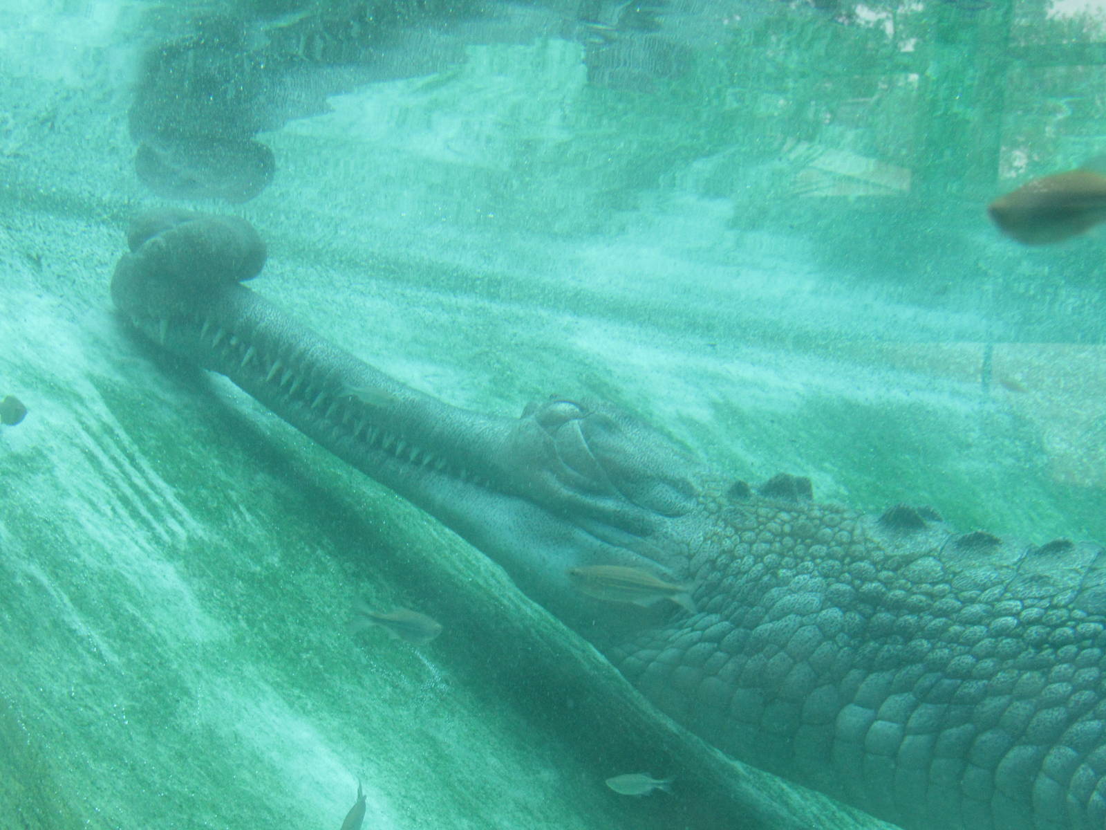 Male Gharial