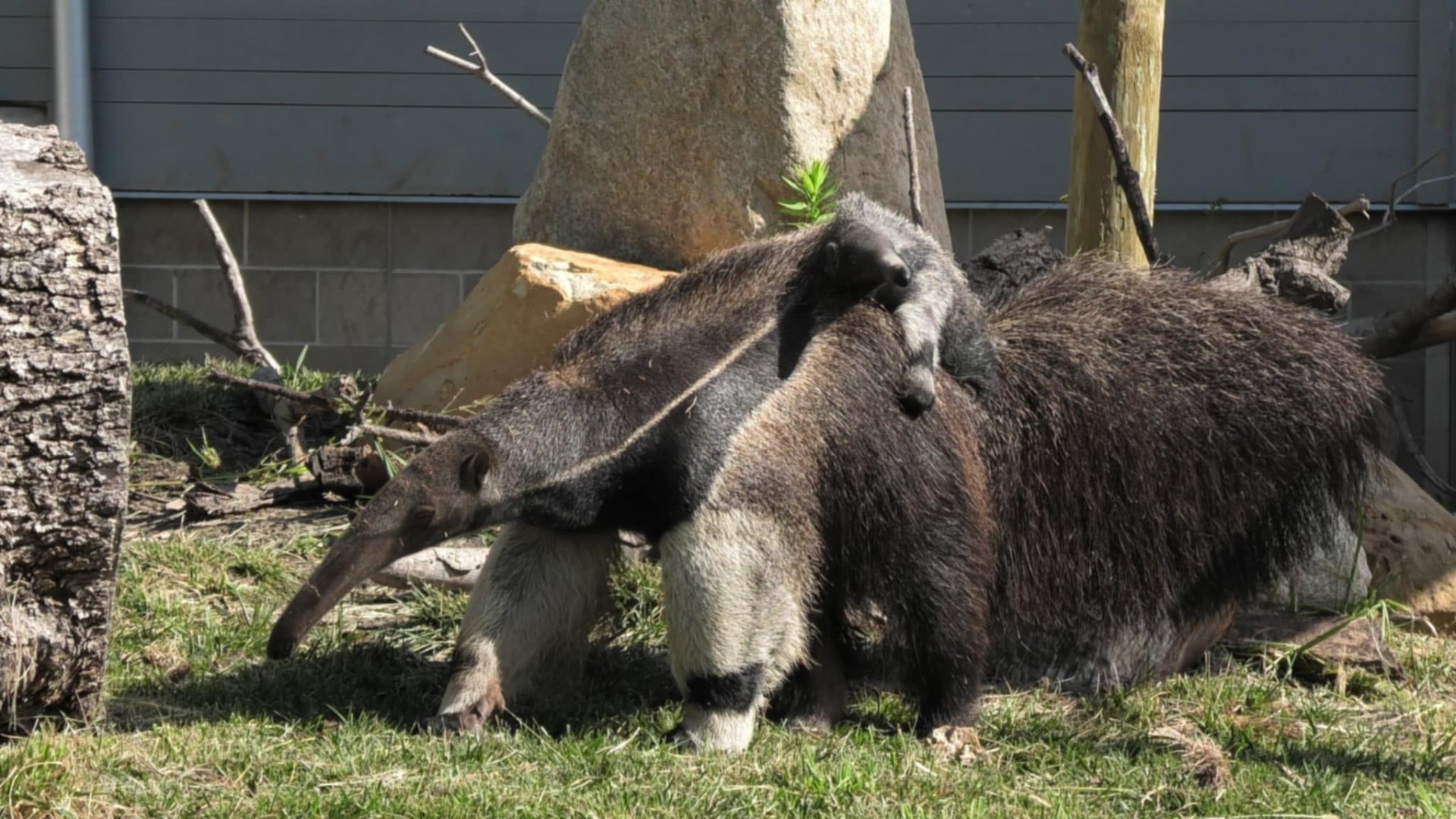 Male giant anteater pup