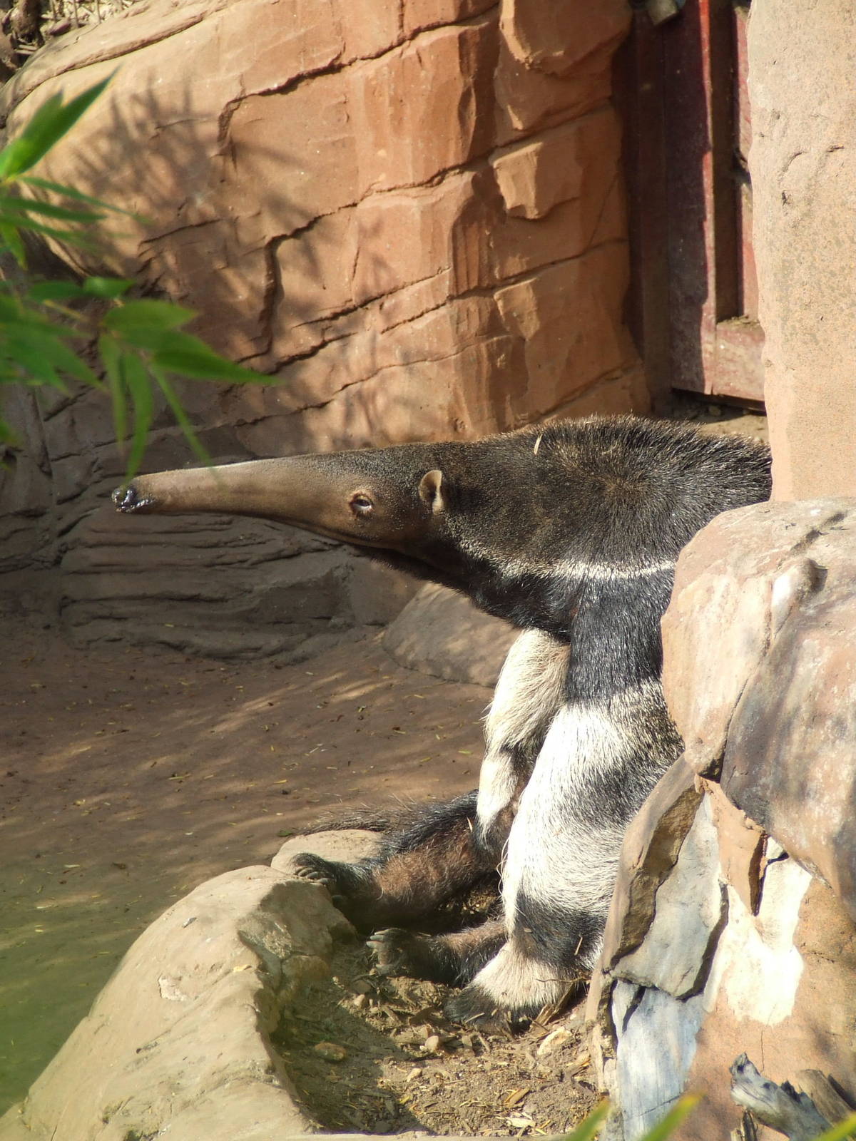 Male Giant Anteater
