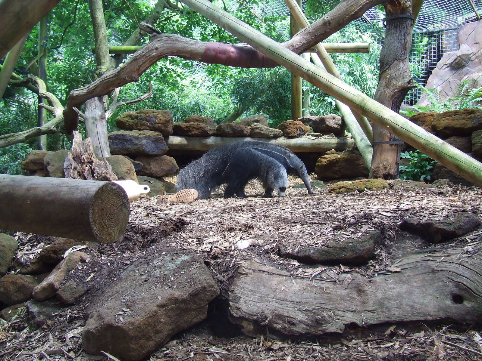 Male Giant Anteater