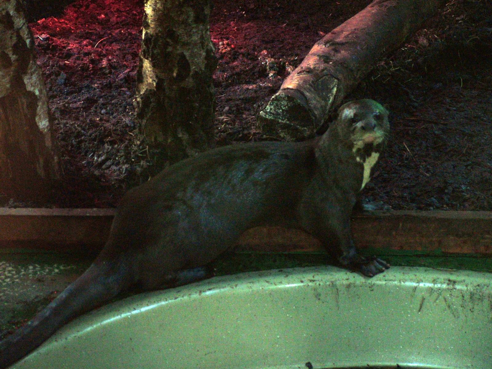 Male Giant Otter at the Chestnut Centre, March 09