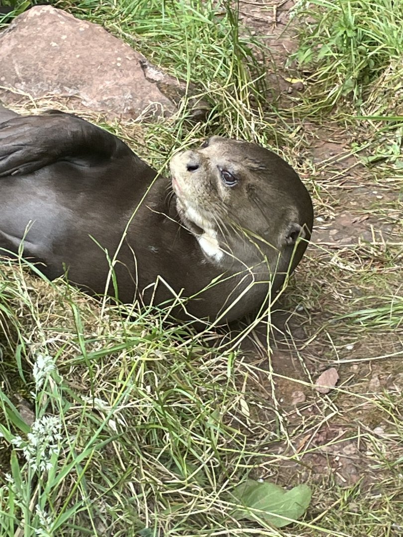Male Giant Otter, Carlos having a rest