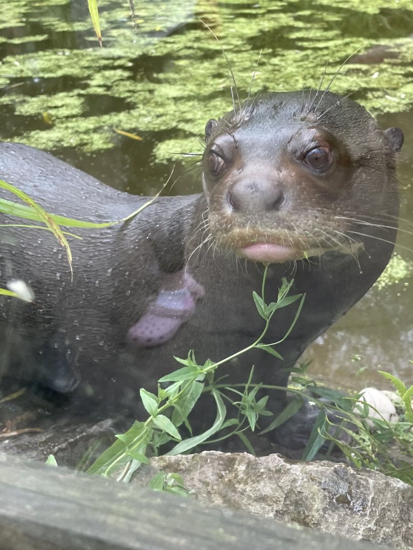 Male Giant Otter Close-up