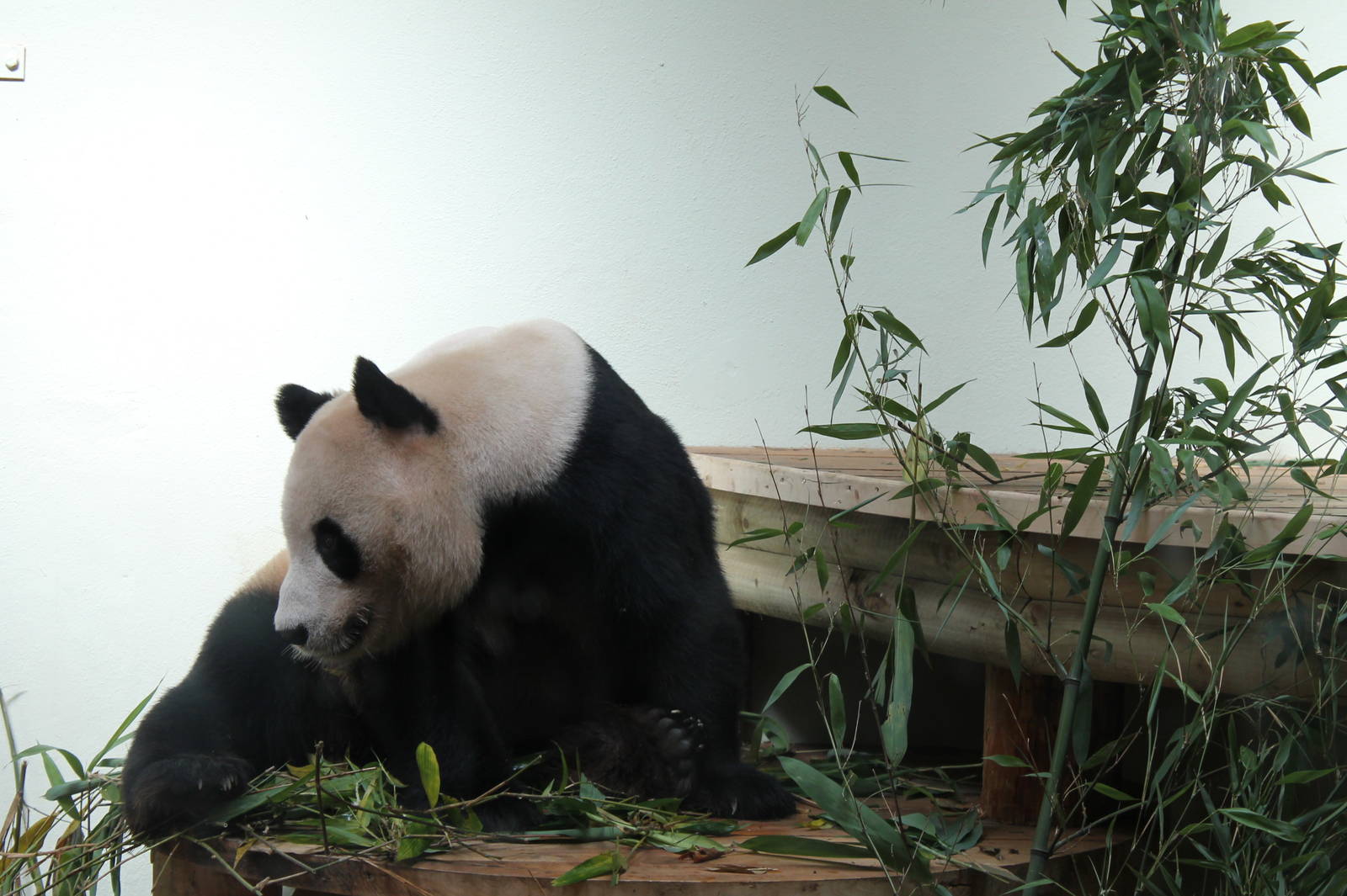 Male Giant Panda - August 2012