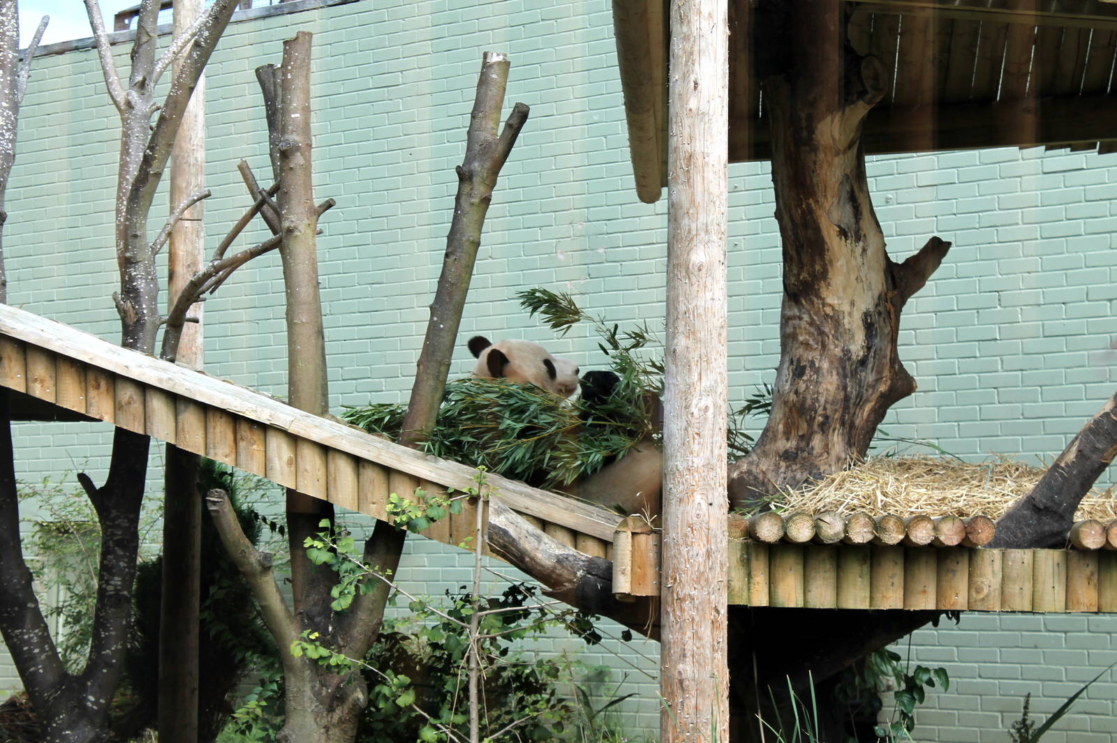 Male Giant Panda - August 2012