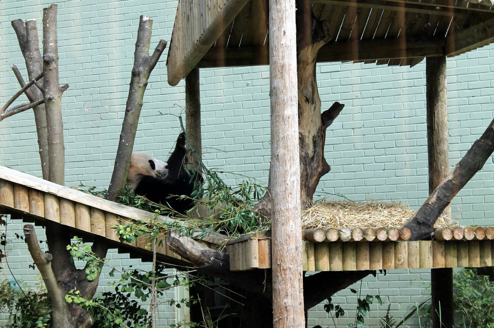 Male Giant Panda - August 2012