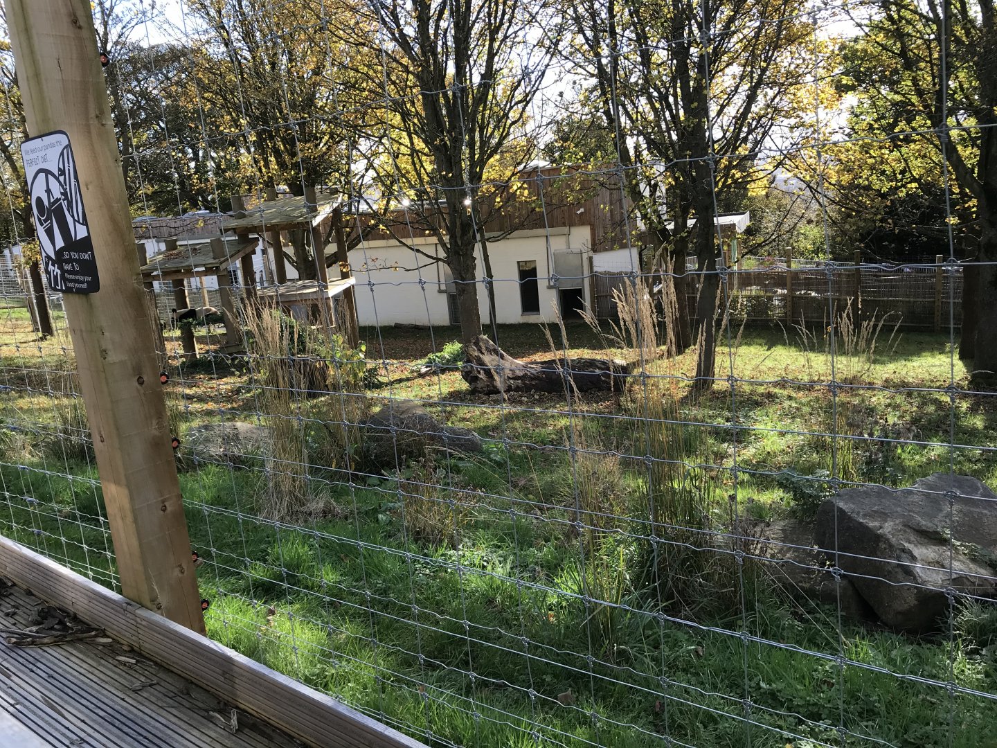 Male giant panda enclosure 2