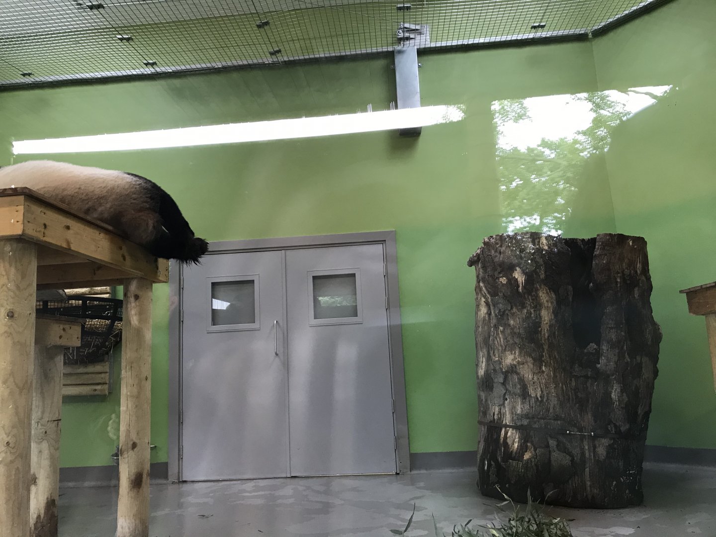 Male giant panda indoors