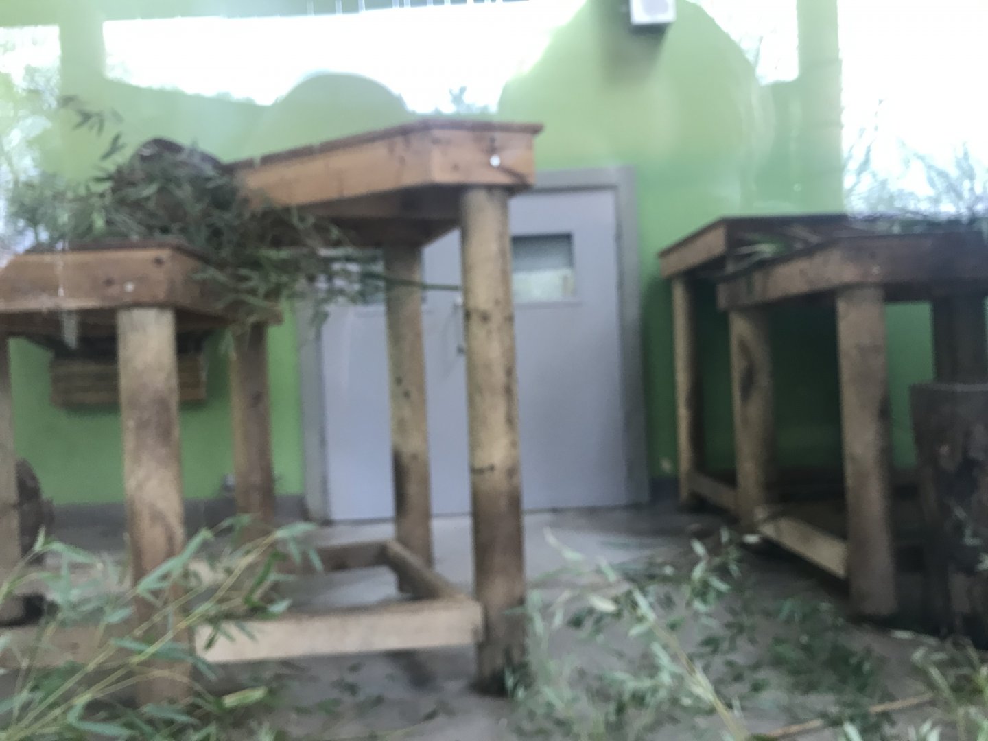 Male giant panda indoors