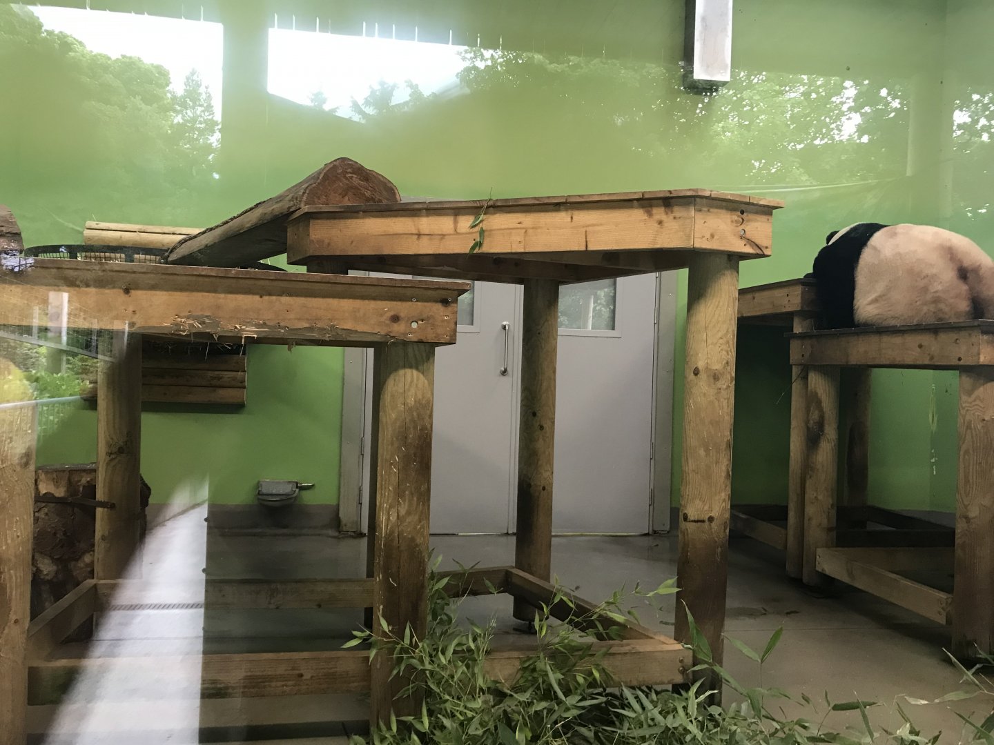 Male giant panda indoors