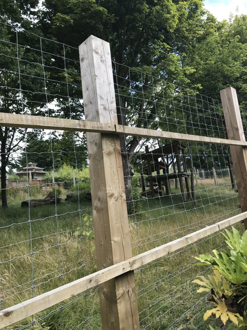 Male giant panda “Yang guang” well hidden in his paddock