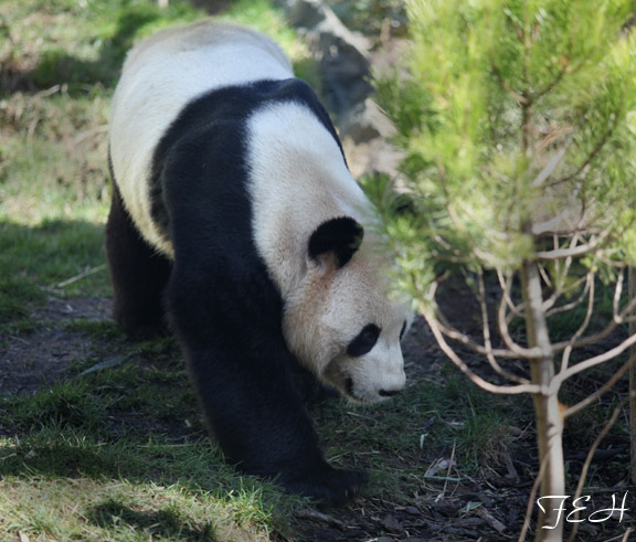 male giant panda