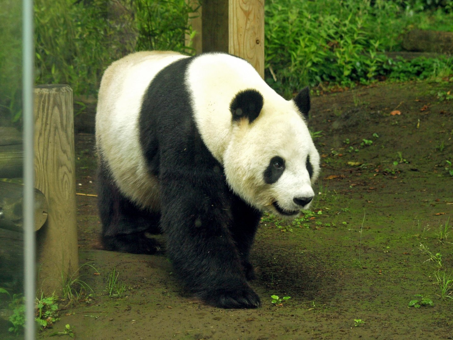 Male giant panda