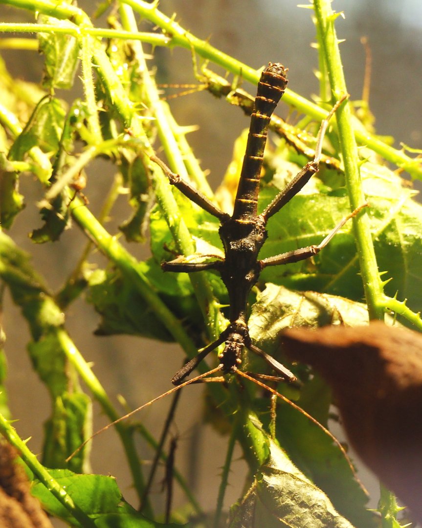 Male Giant thorny stick insect (Trachyaretaon brueckneri), 2021-07-03