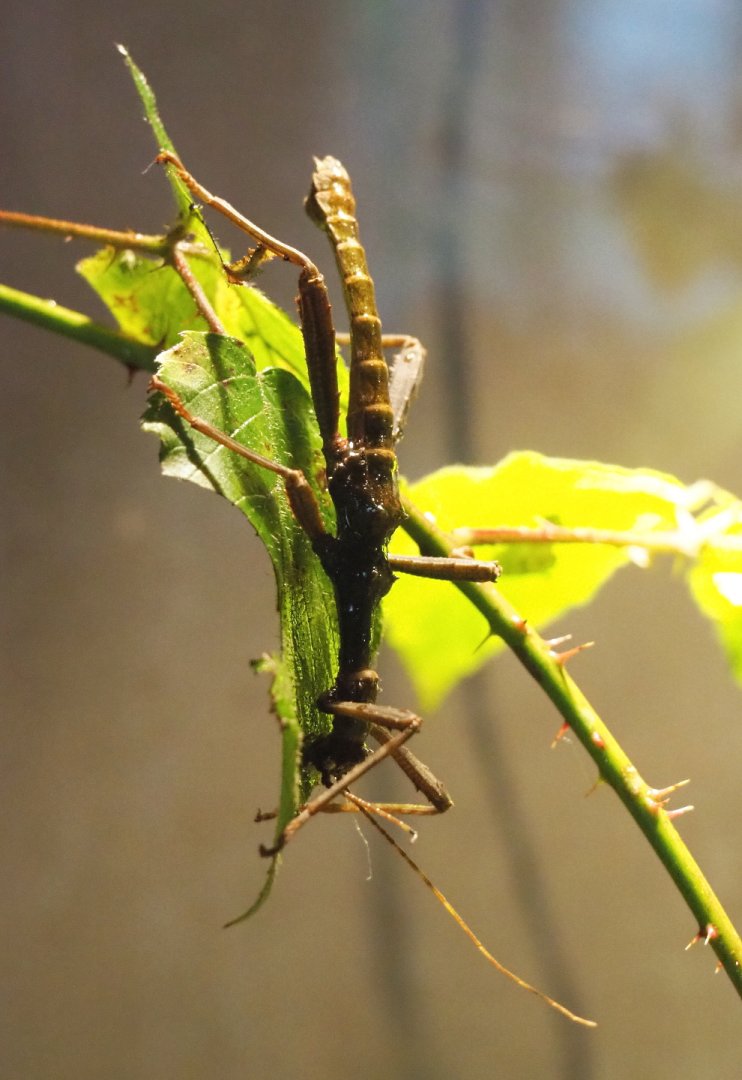 Male Giant thorny stick insect (Trachyaretaon brueckneri), 2021-10-10