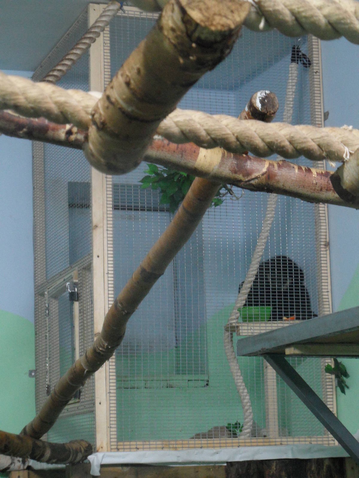 Male gibbon in the introduction cage