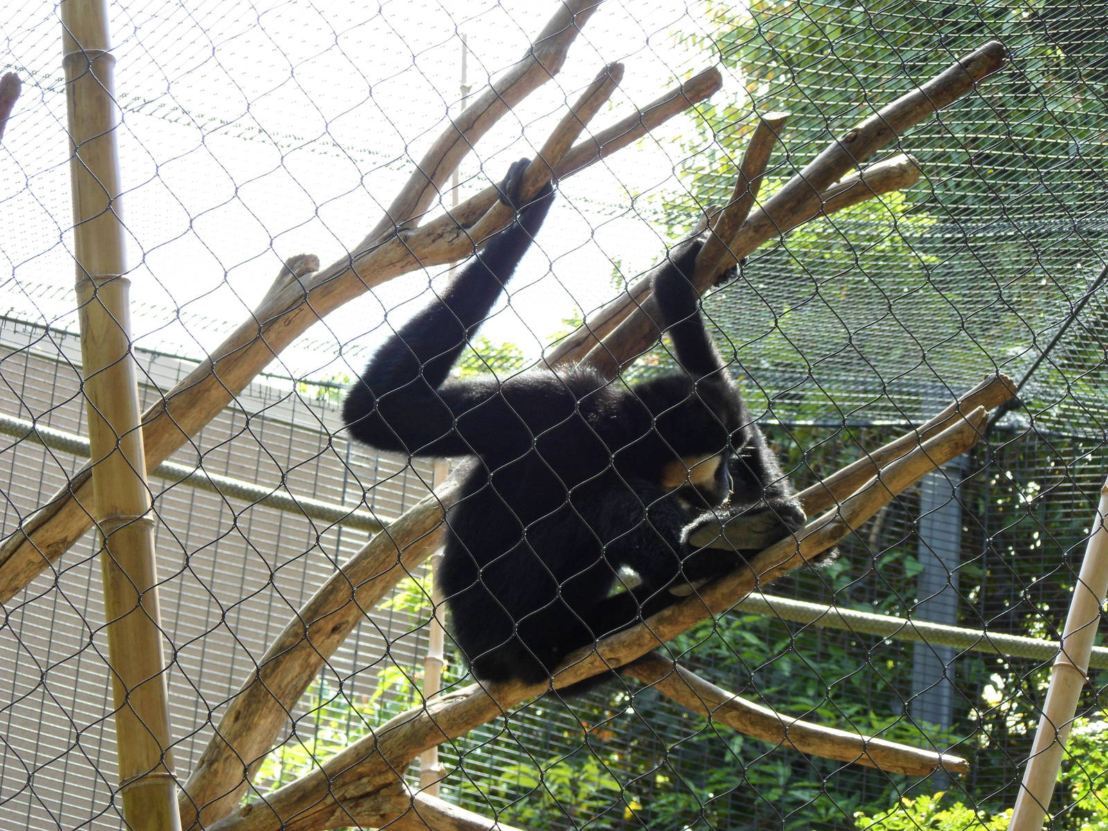 Male Gibbon