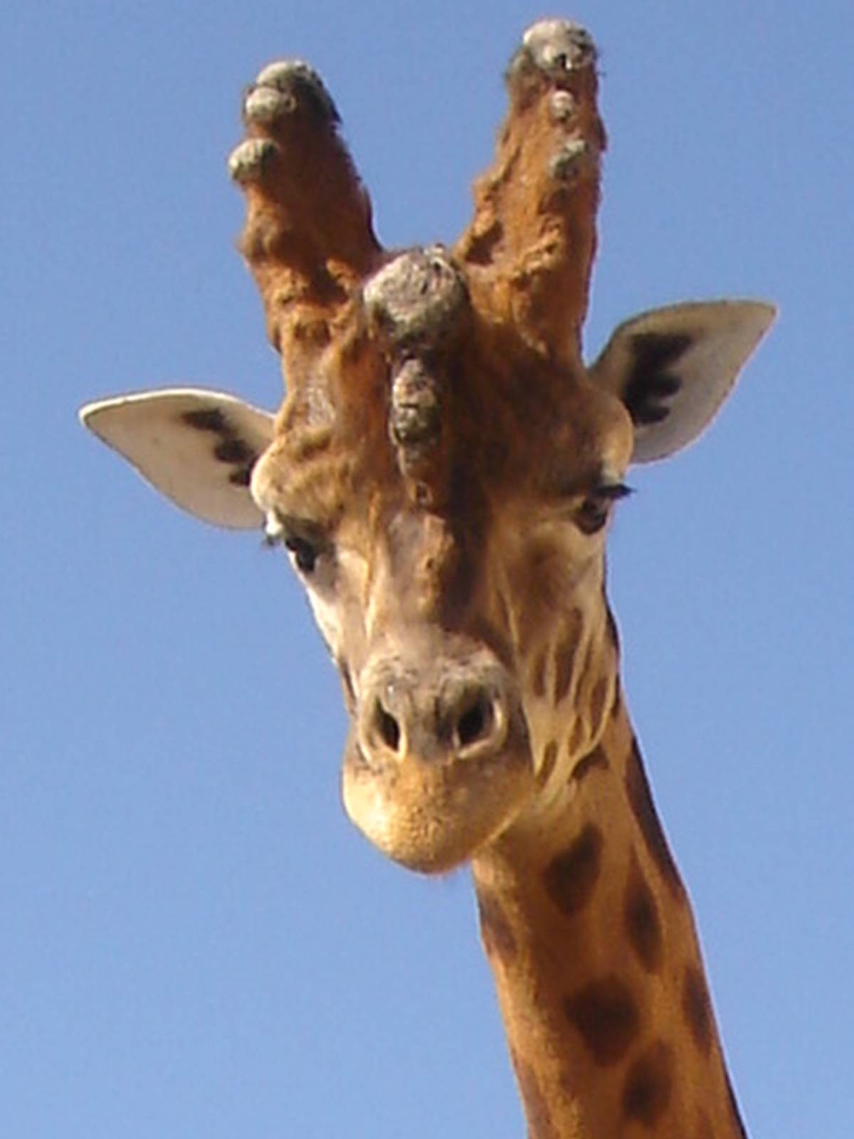 Male Giraffe 2009