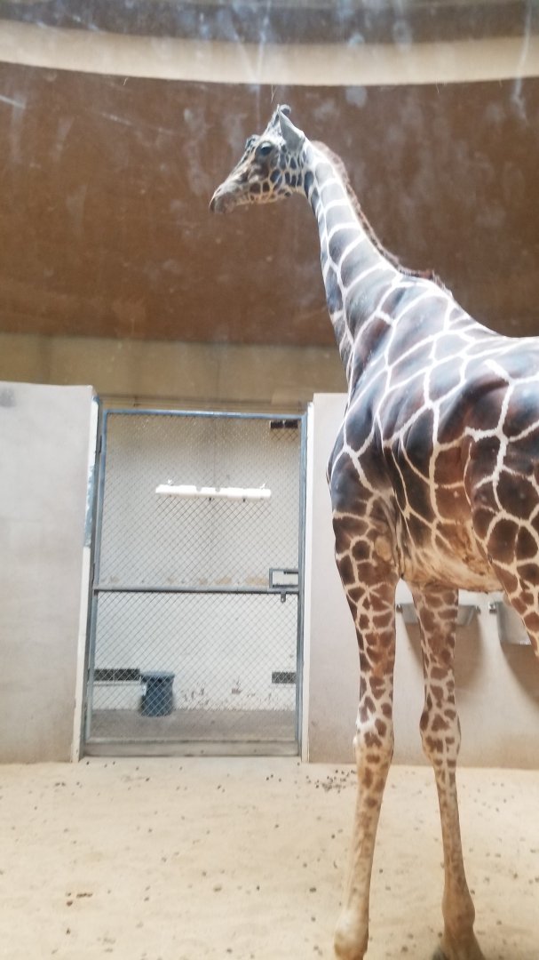 Male giraffe inside