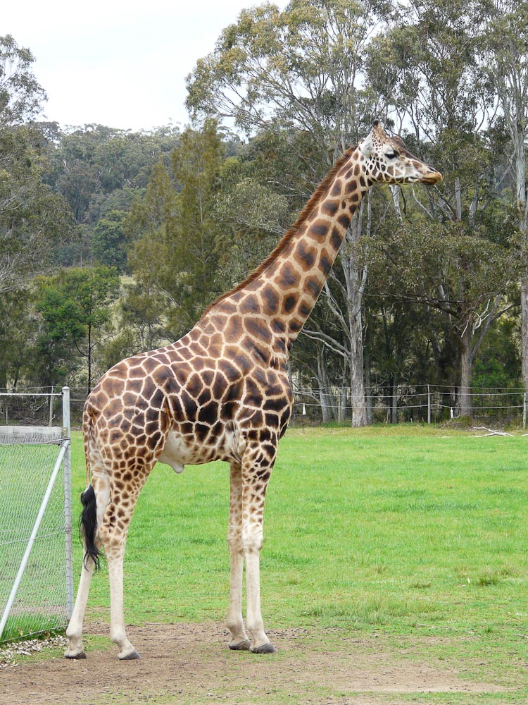 Male giraffe