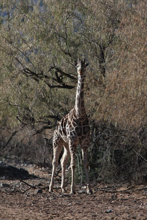 male giraffe