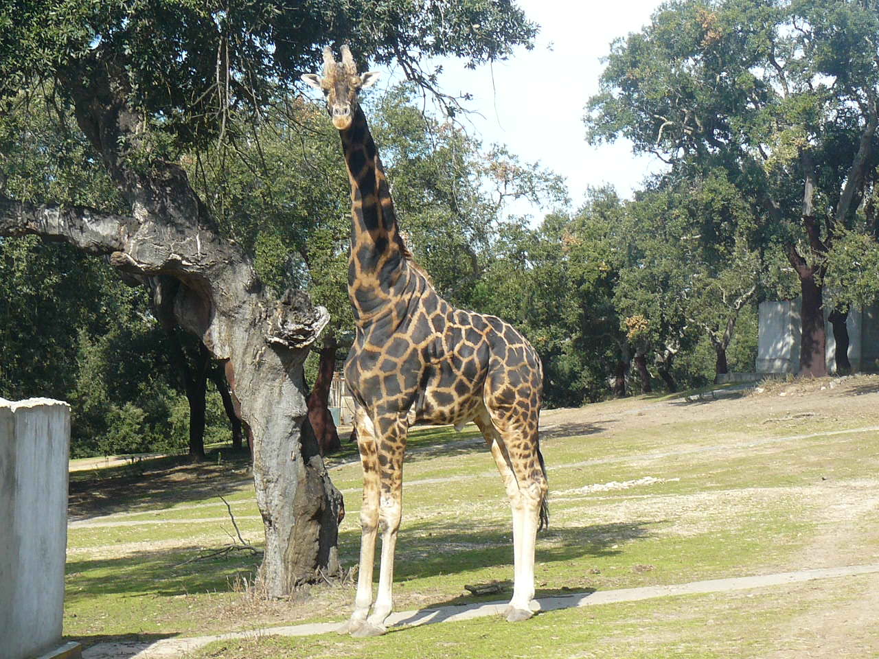 Male giraffe