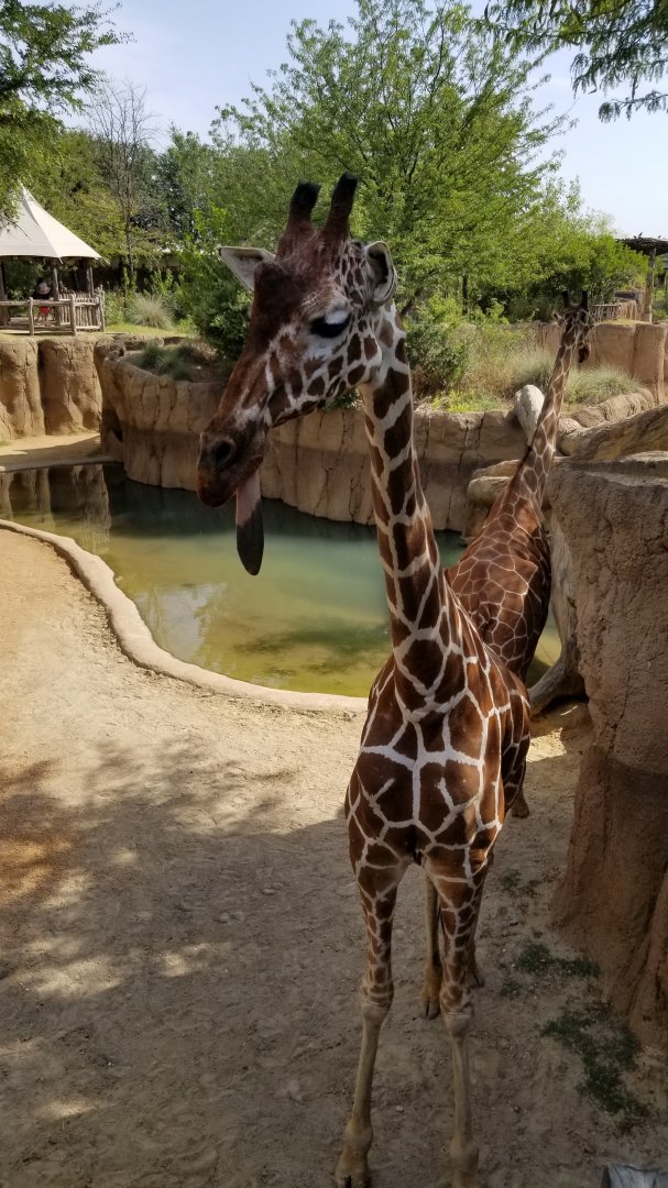 male giraffe